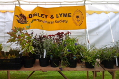 Flowers on display at the annual Disley show